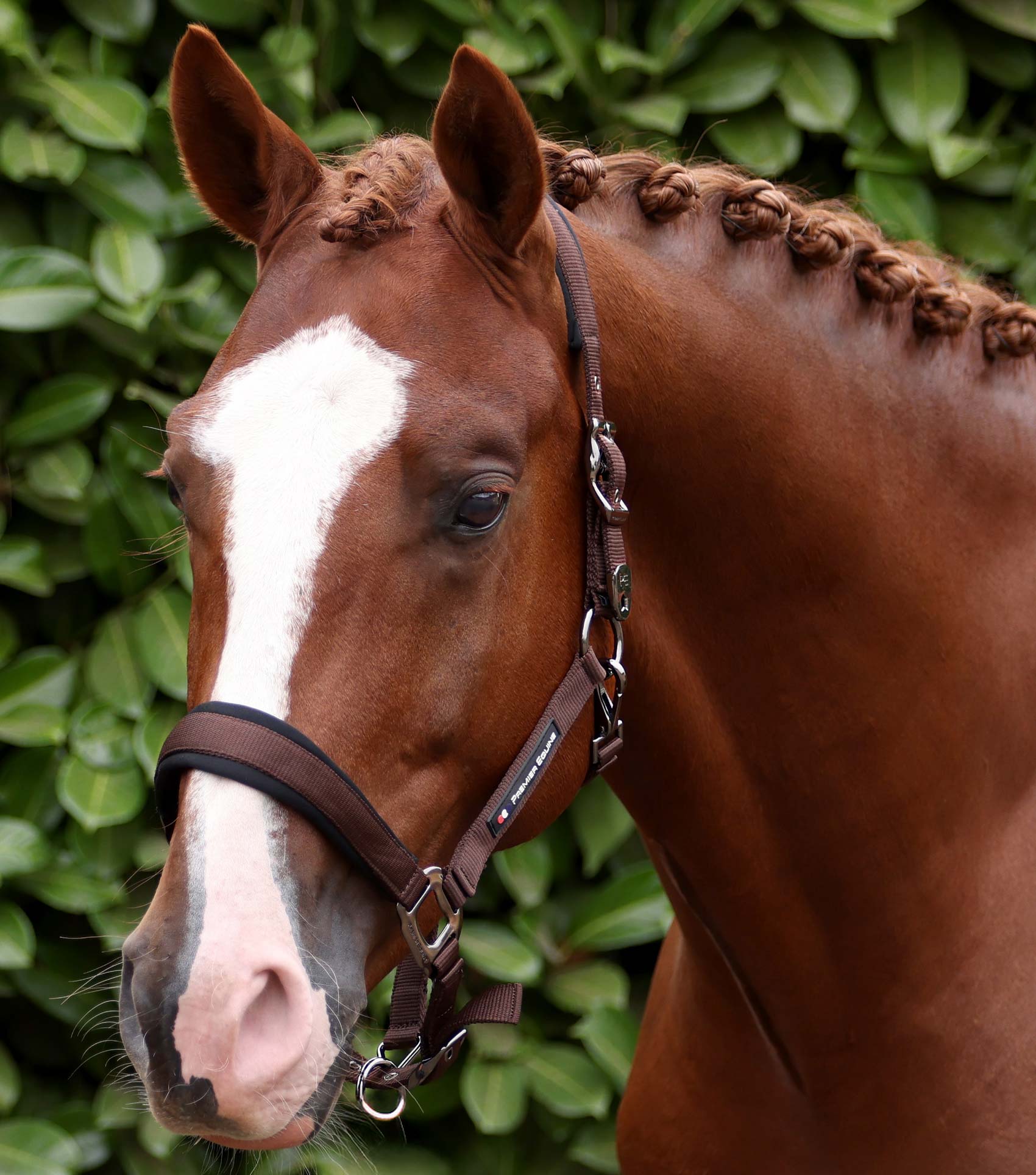 Corda Padded Head Collar with Lead Rope Brown