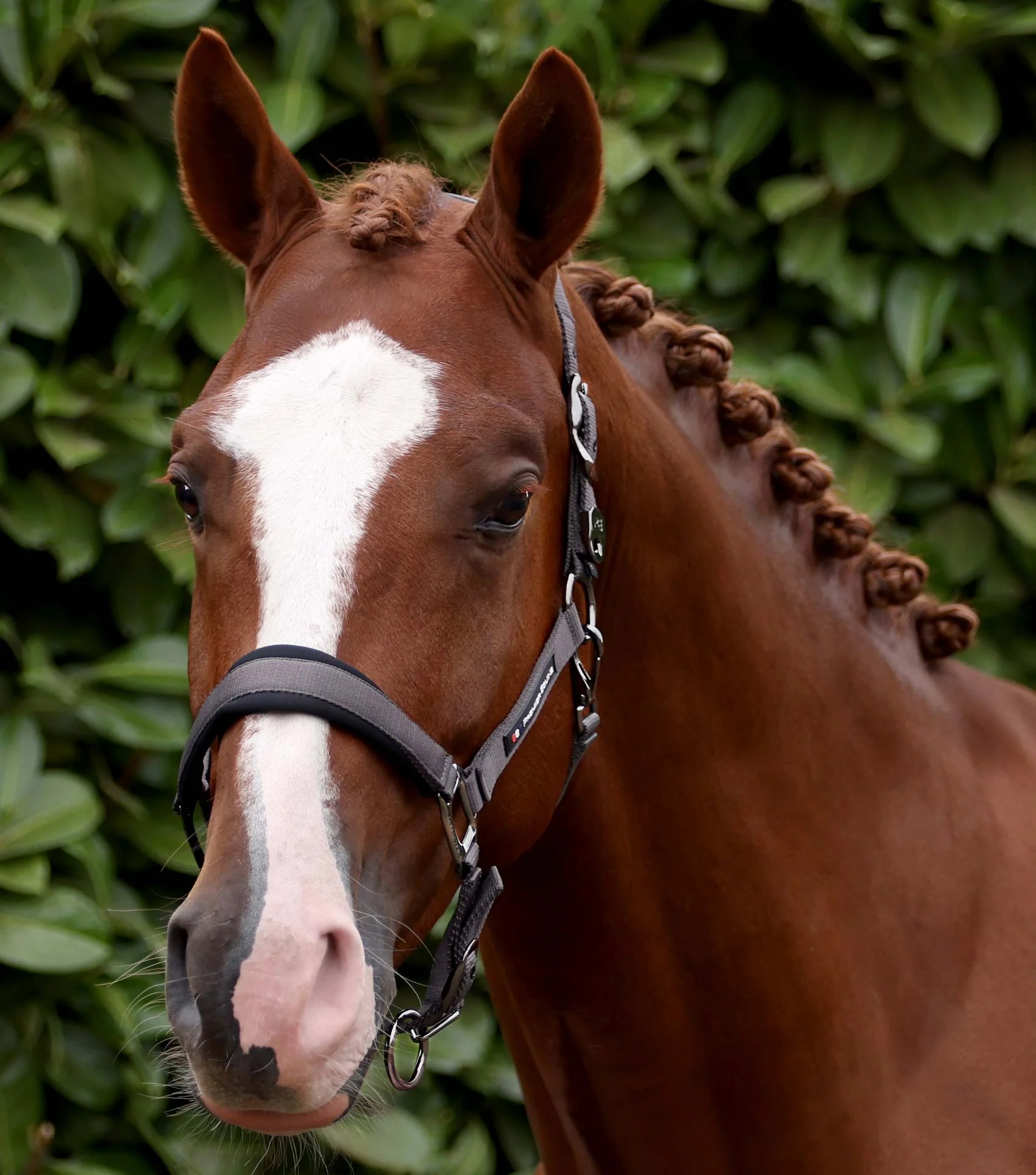 Corda Padded Head Collar with Lead Rope Grey